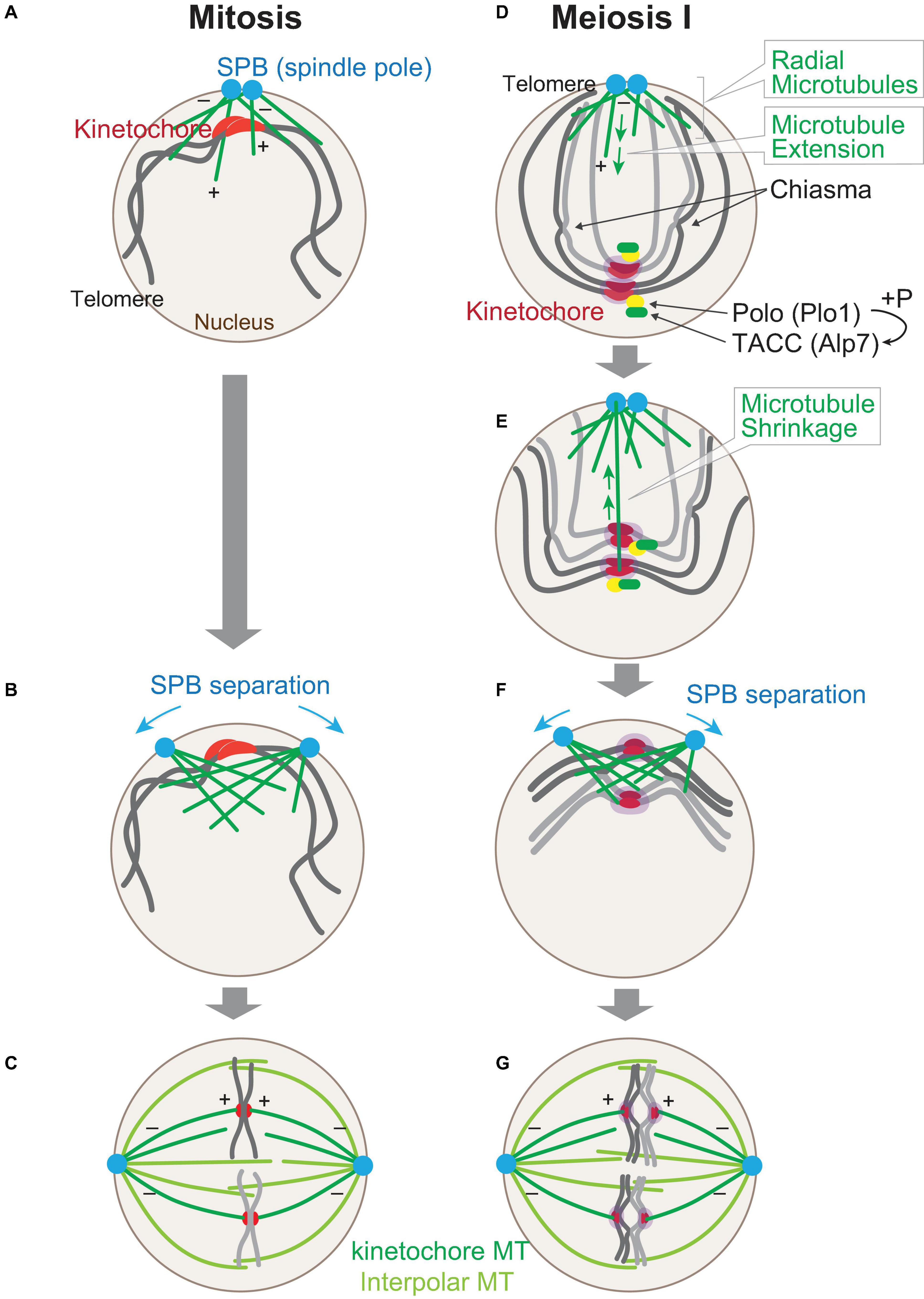 Frontiers Tell The Difference Between Mitosis And Meiosis Interplay