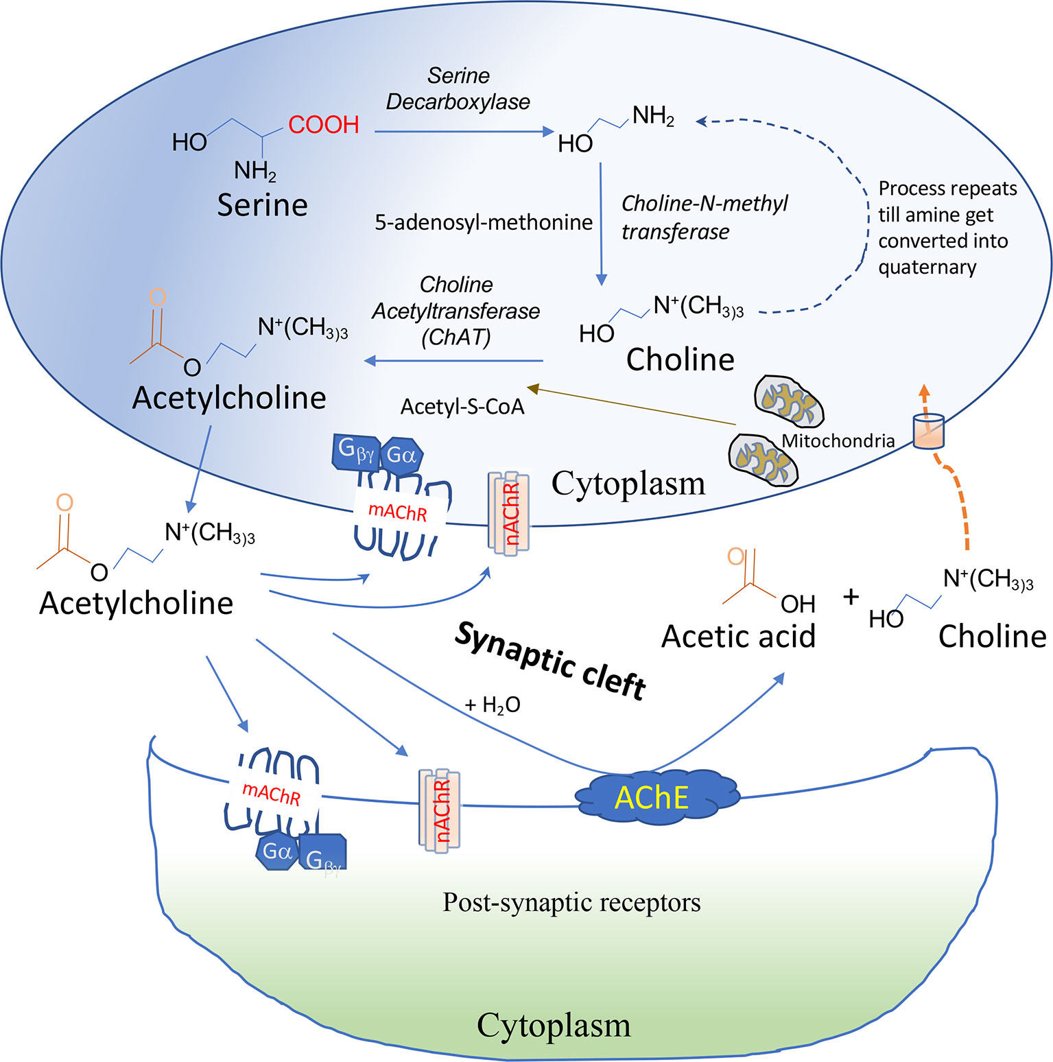 acetylcholine synthesis pathway