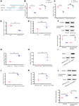 Frontiers | Long Noncoding RNA lnc-TSSK2-8 Activates Canonical Wnt/β ...