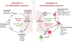 Frontiers | Host-Directed Therapies: Modulating Inflammation to Treat ...