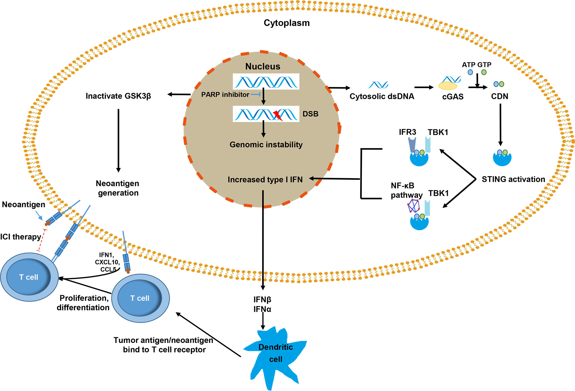 Frontiers | Targeting DNA Repair Response Promotes Immunotherapy in ...