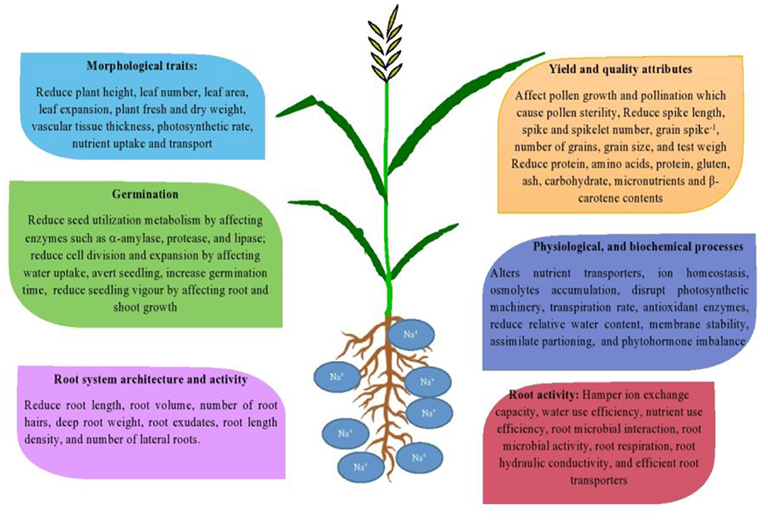 wheat plant diagram