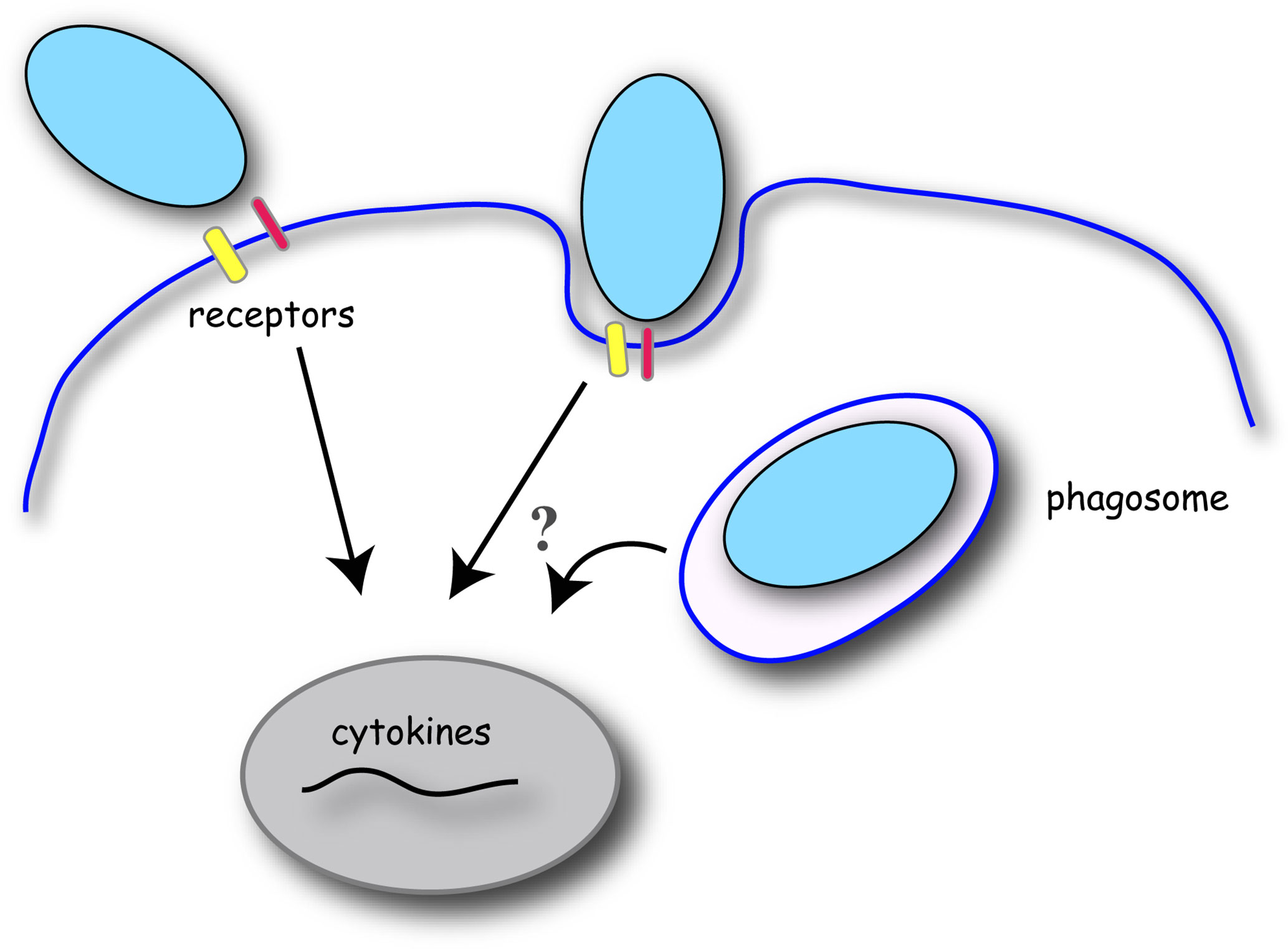 phagocytosis process diagram