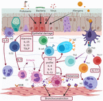 Frontiers | Neuroimmune Pathophysiology In Asthma | Cell And ...