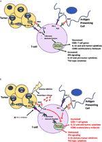 Frontiers | The Incorporation of Immunotherapy and Targeted Therapy ...