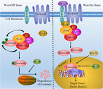 Frontiers | Molecular Mechanisms of Chondrocyte Proliferation and ...