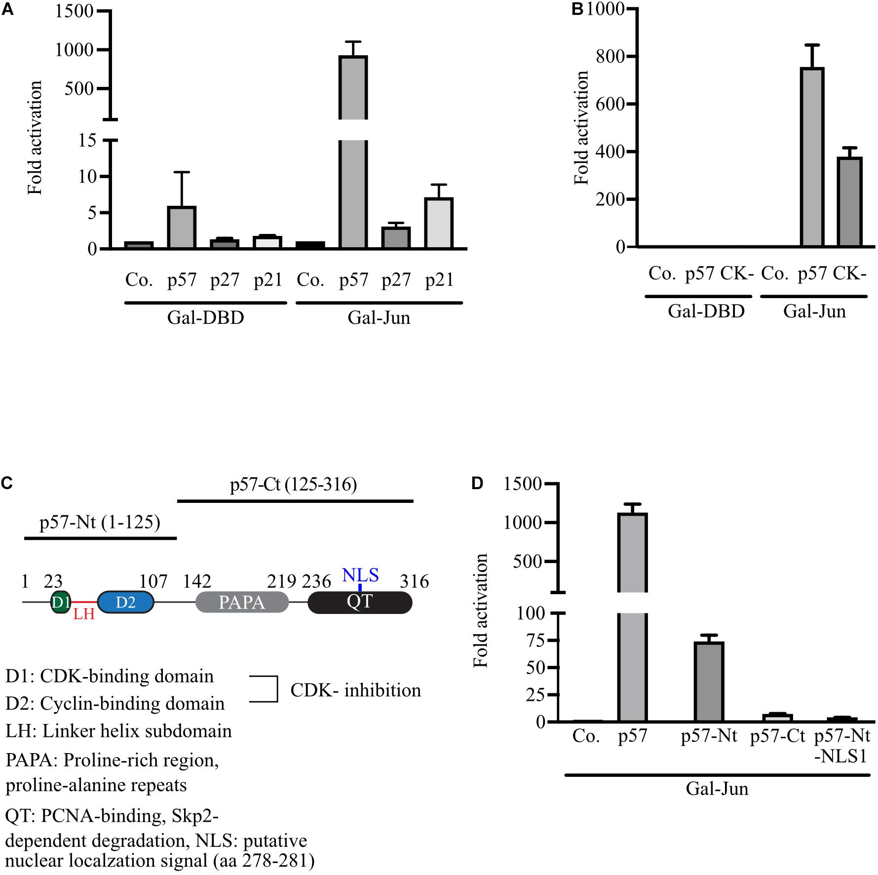 Frontiers Stimulation Of C Junap 1 Activity By The Cell Cycle Inhibitor P57kip2 8599