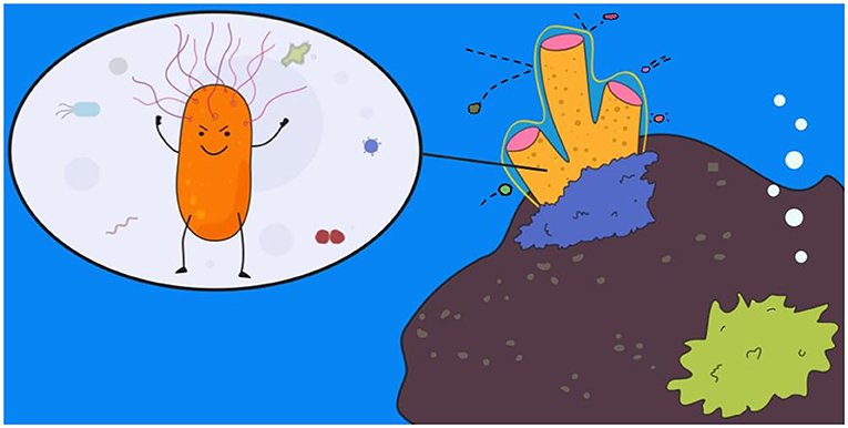 图1——细菌帮助海绵在水生环境生存。