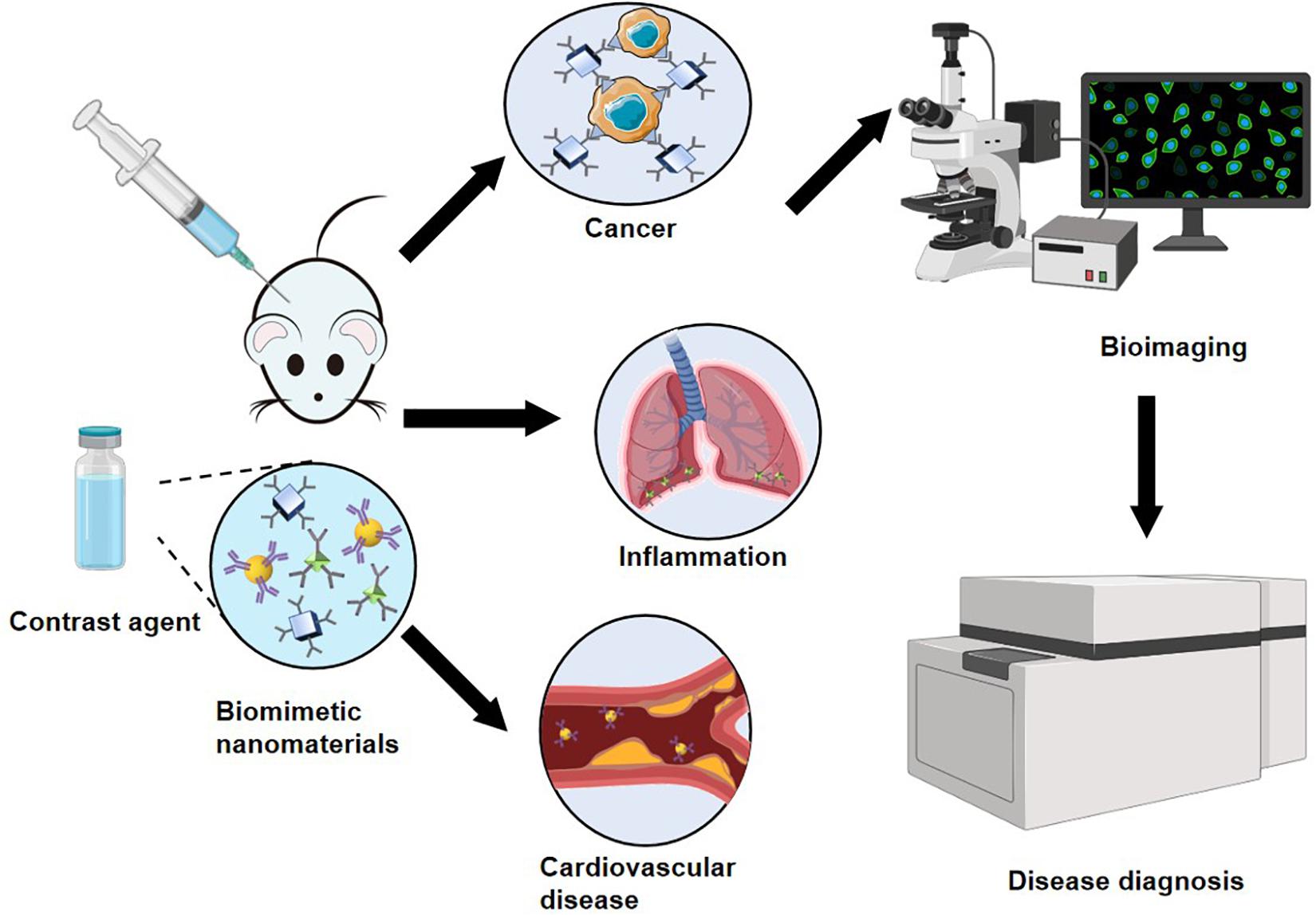 Ppt Nanomechanics Of Biological Biomedical Biomimetic Materials 