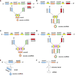 Frontiers | Research Progress of Circular RNA in Gastrointestinal ...