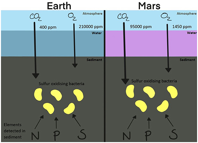 Figure 2 - Proposed sources of the life-essential elements (carbon, nitrogen, oxygen, phosphorous and sulphur - CHNOPS) for the SOB within Colour Peak springs and the water environments predicted on Mars.