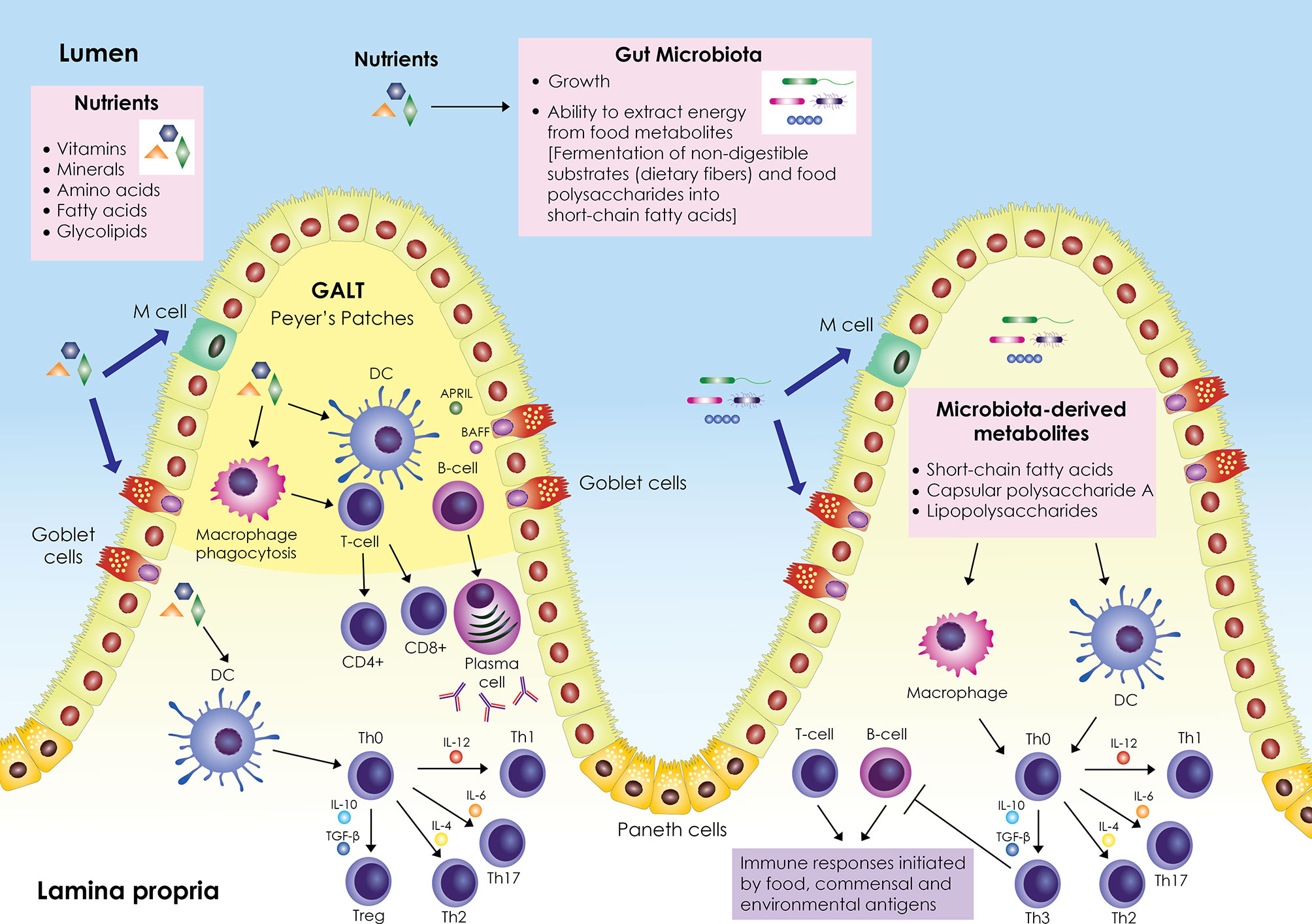 Macronutrients and immune function