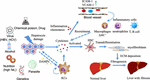 Frontiers | Animal and Organoid Models of Liver Fibrosis | Physiology