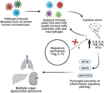 Frontiers | Profile of Circulatory Cytokines and Chemokines in Human ...