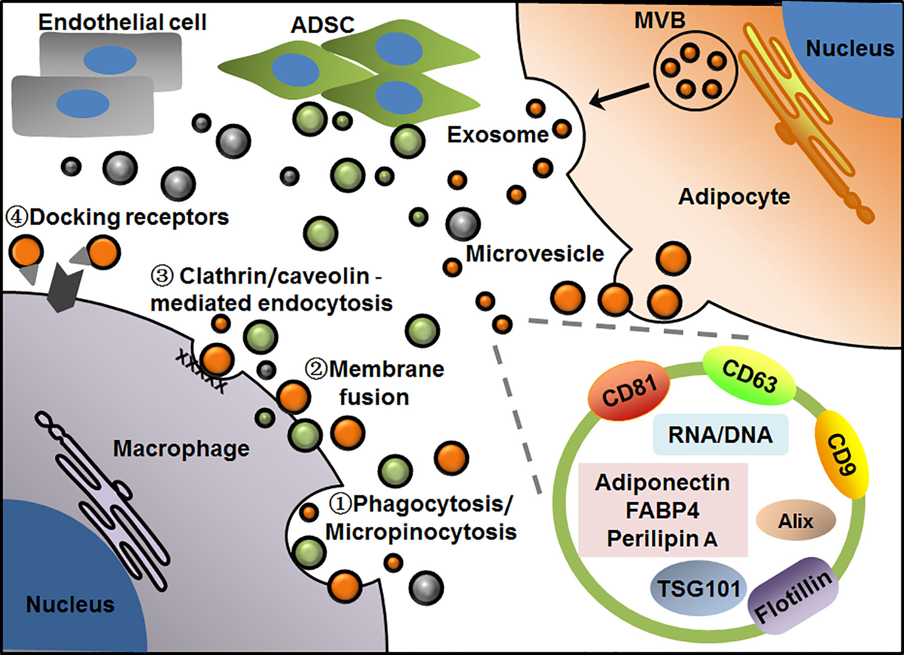 Frontiers | Adipose Extracellular Vesicles: Messengers From and to