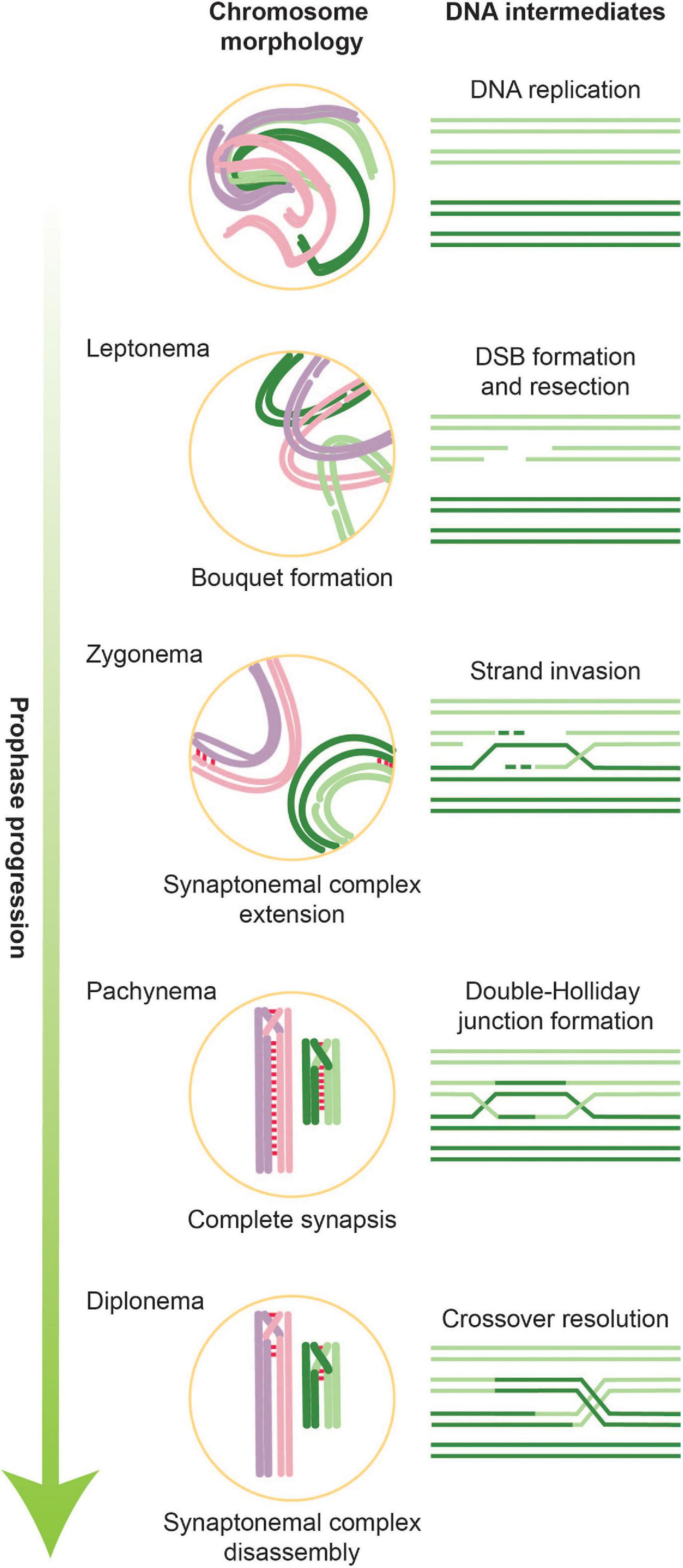 Frontiers Phospho Regulation Of Meiotic Prophase