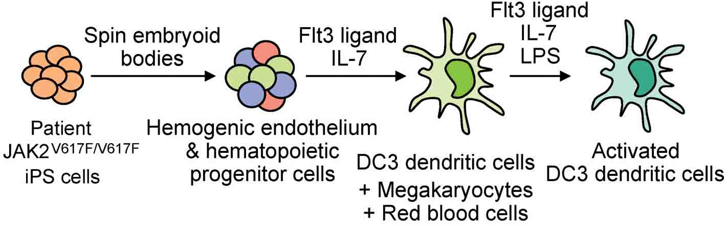 Frontiers Human DC Antigen Presenting Dendritic Cells From Induced Pluripotent Stem Cells