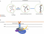 Frontiers | Regulation of Meiotic Prophase One in Mammalian Oocytes ...