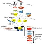 Frontiers | Role of Forkhead Box O Proteins in Hepatocellular Carcinoma ...