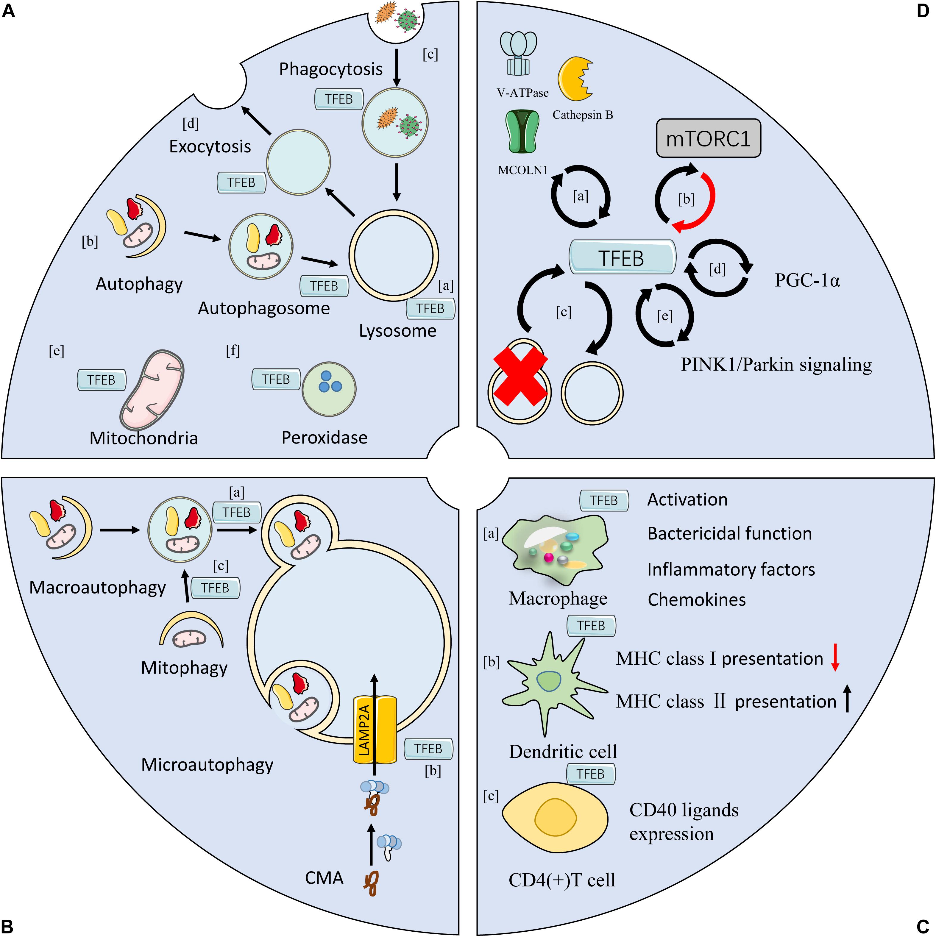 Frontiers | The Role And Regulatory Mechanism Of Transcription Factor ...