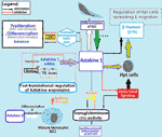 Frontiers | A Comprehensive Review on Crustaceans’ Immune System With a