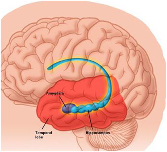 图2 -杏仁核和海马体位于颞叶，大脑两侧各有一个。