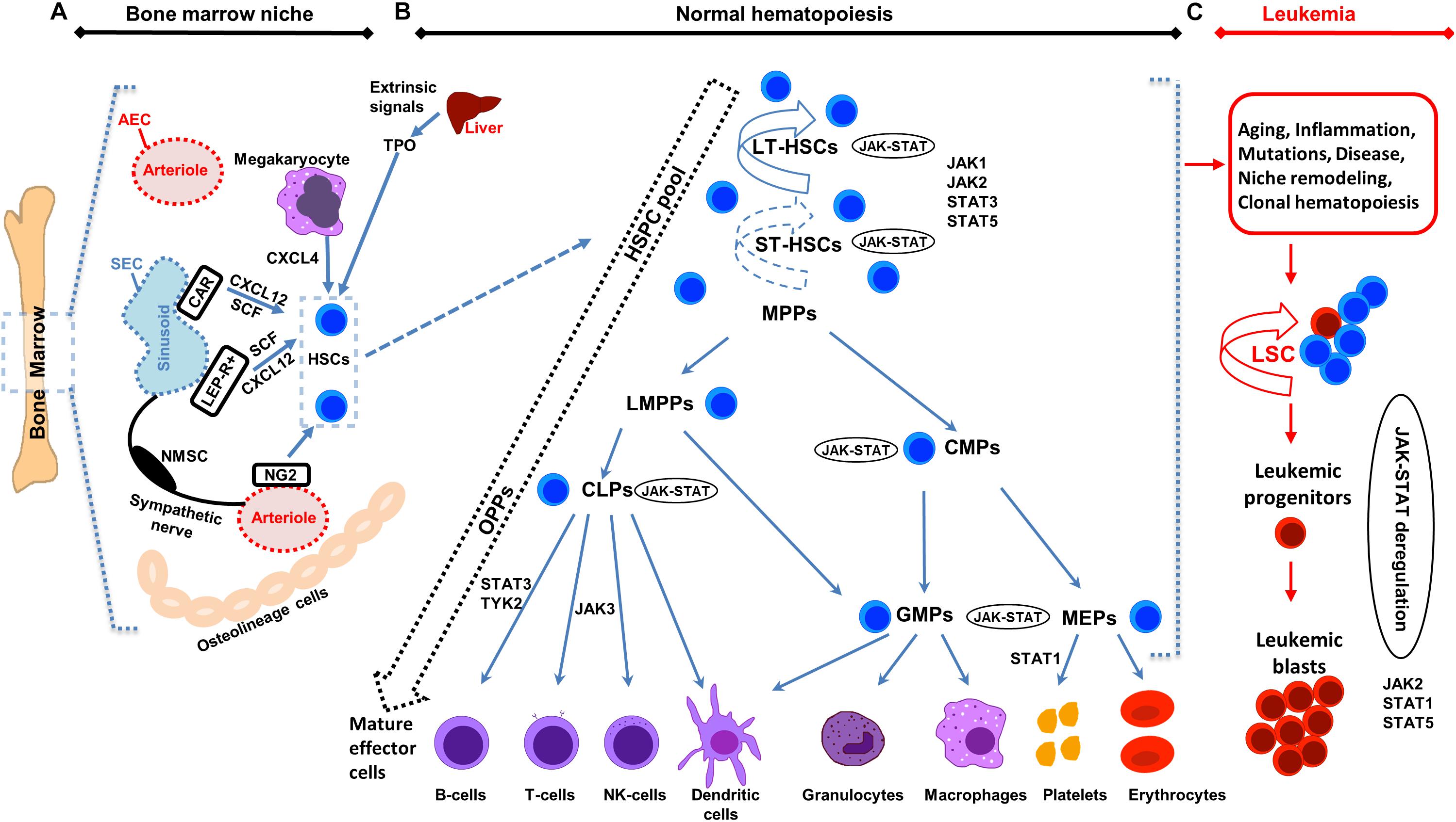 Distinction of lymphoid and myeloid clonal hematopoiesis