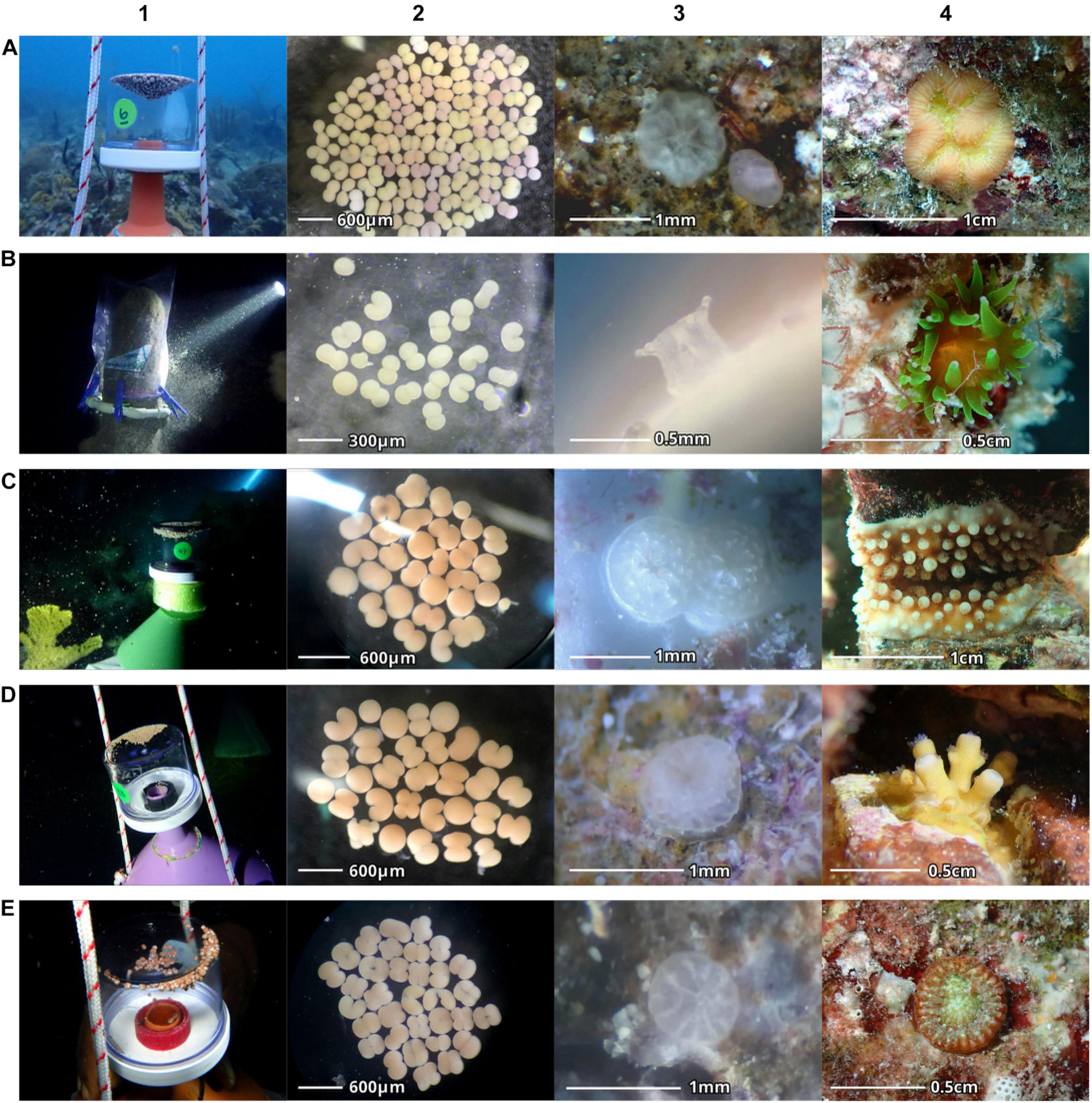 Frontiers  Assisted Coral Reproduction in the Dominican Republic: A  Successful Story to Replicate in the Caribbean