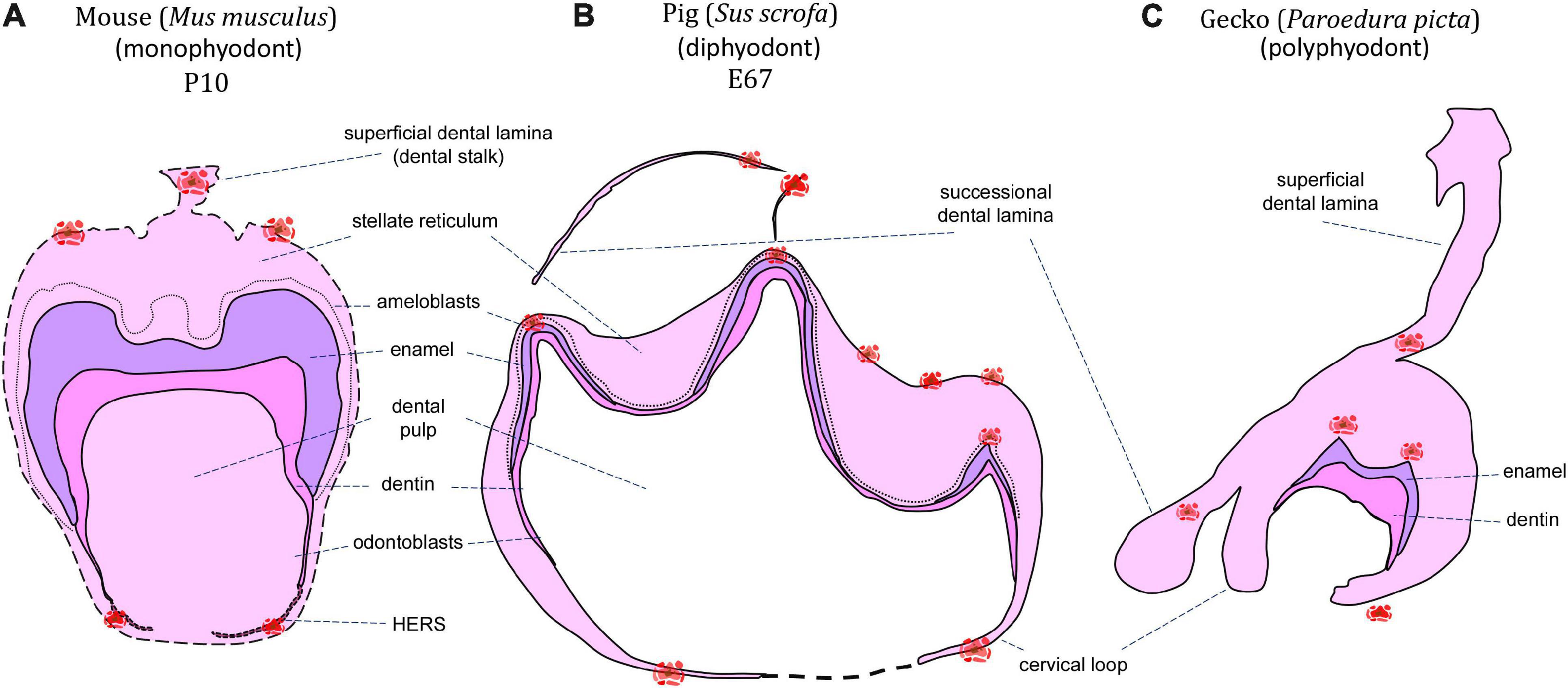 Oral epithelium differentiates into four types of dental epithelium