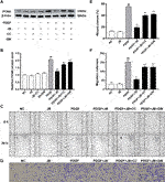 Frontiers | Jujuboside B Inhibits Neointimal Hyperplasia And Prevents ...