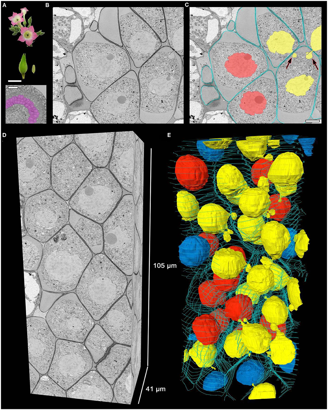 Frontiers Serial Block Face Scanning Electron Microscopy Reveals That Intercellular Nuclear Migration Occurs In Most Normal Tobacco Male Meiocytes Plant Science