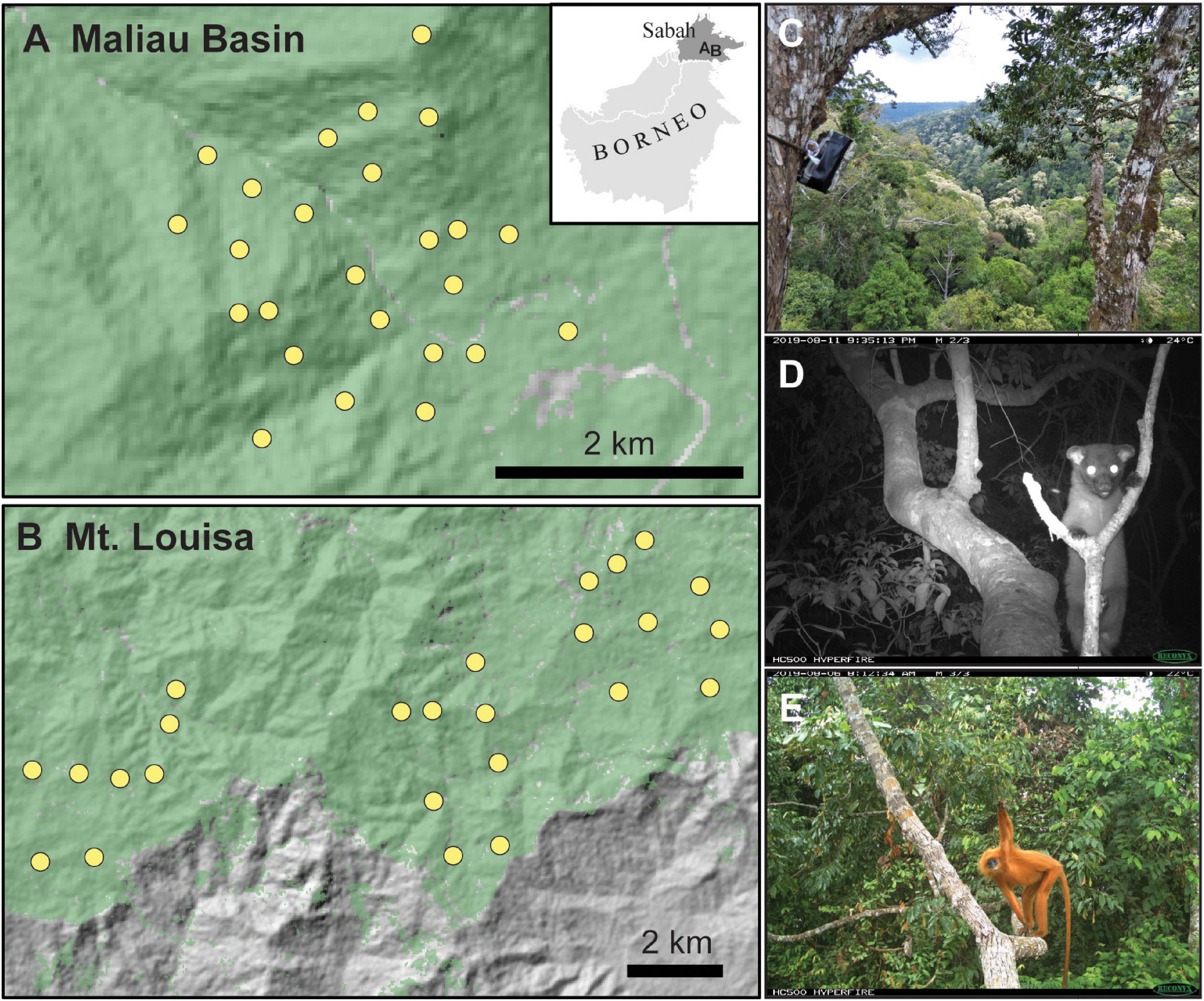 Frontiers  Life in the Canopy: Using Camera-Traps to Inventory 
