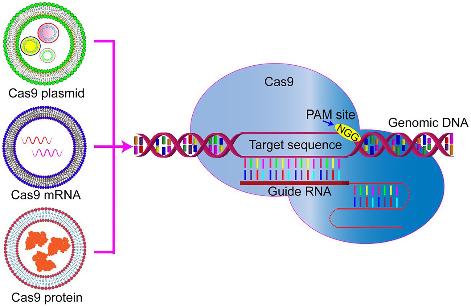 CRISPR-Cas9: A method for establishing rat models of drug metabolism and  pharmacokinetics - ScienceDirect