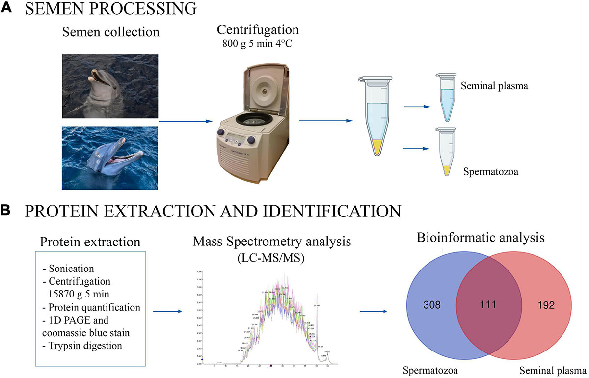 Frontiers Protein Identification of Spermatozoa and Seminal Plasma in Bottlenose Dolphin (Tursiops truncatus) image