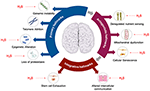 Frontiers | The Role of Protein Persulfidation in Brain Aging and ...