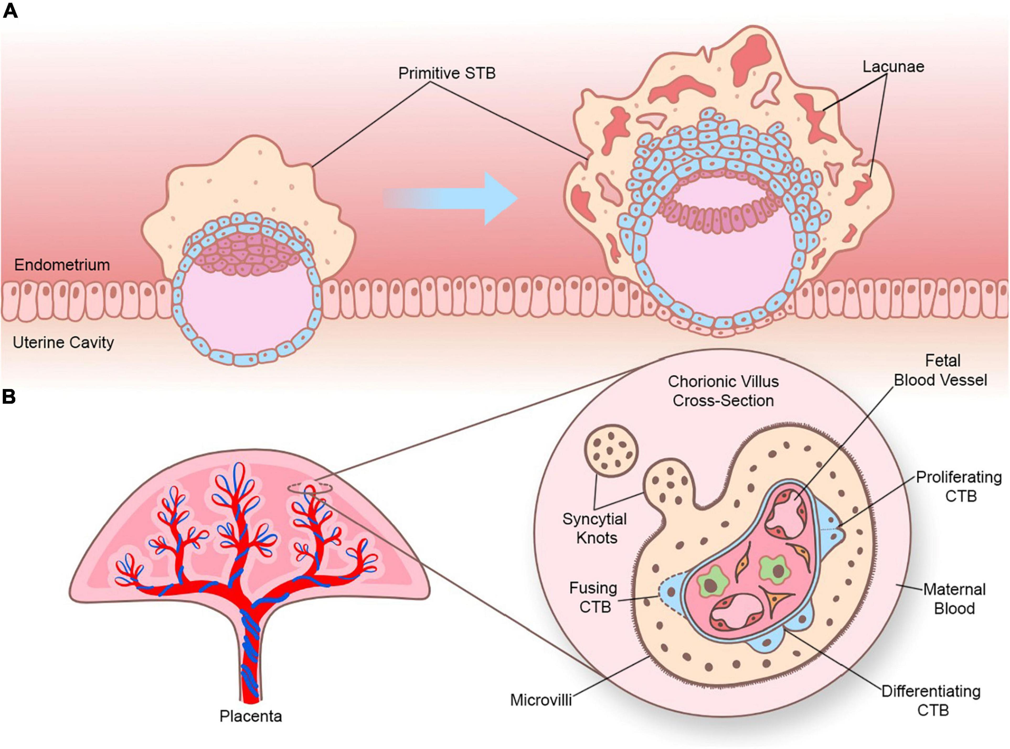 Placenta Development Stages