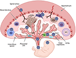 Frontiers | Innate Immune Response To Viral Infections At The Maternal ...