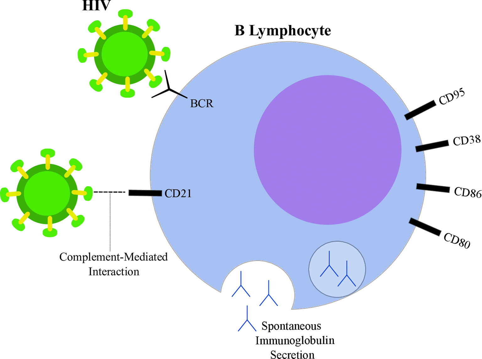 Fifth Person Cured of HIV: A Huge Step towards a World without HIV!