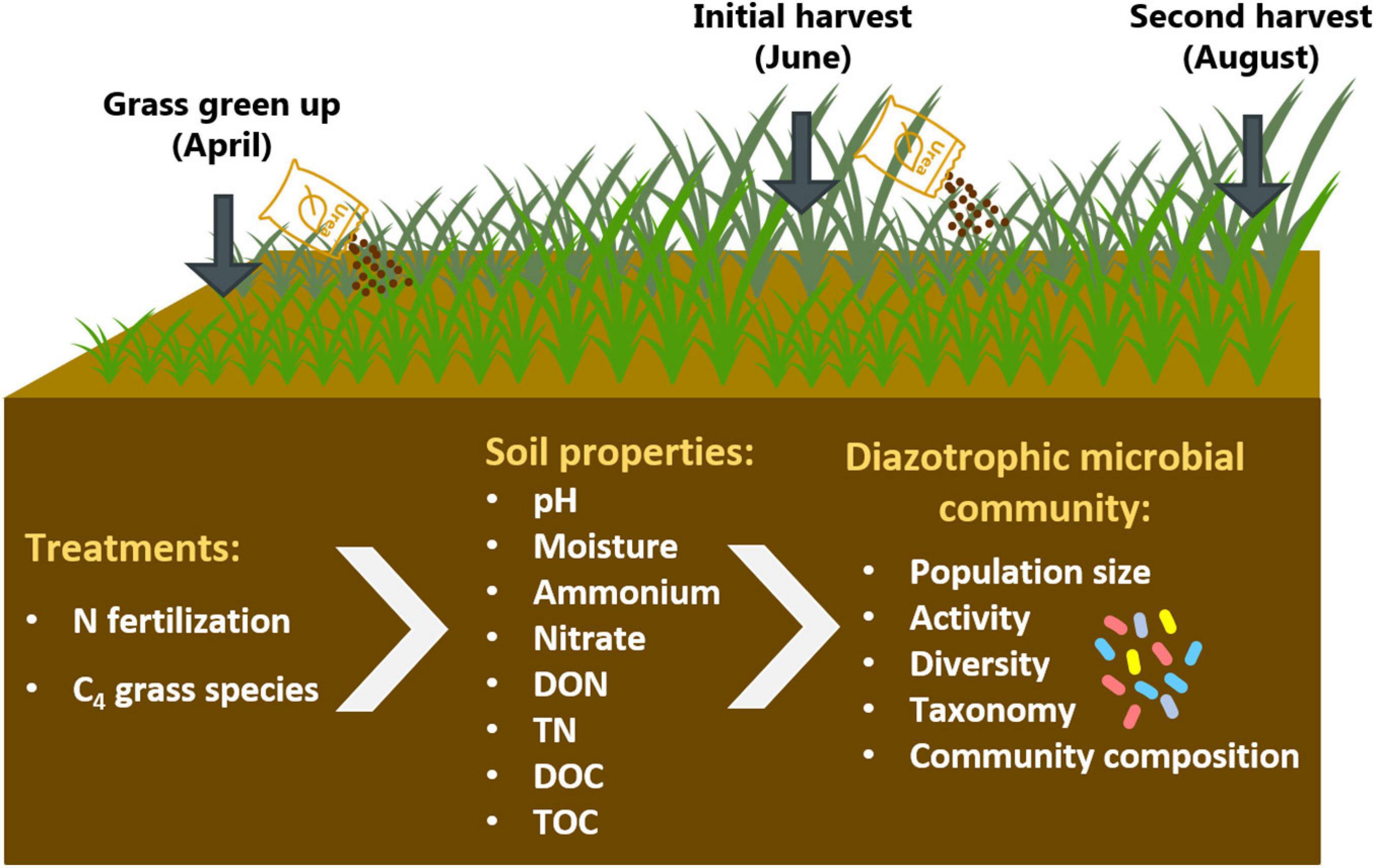 Frontiers | Nitrogen Fertilization and Native C4 Grass Species