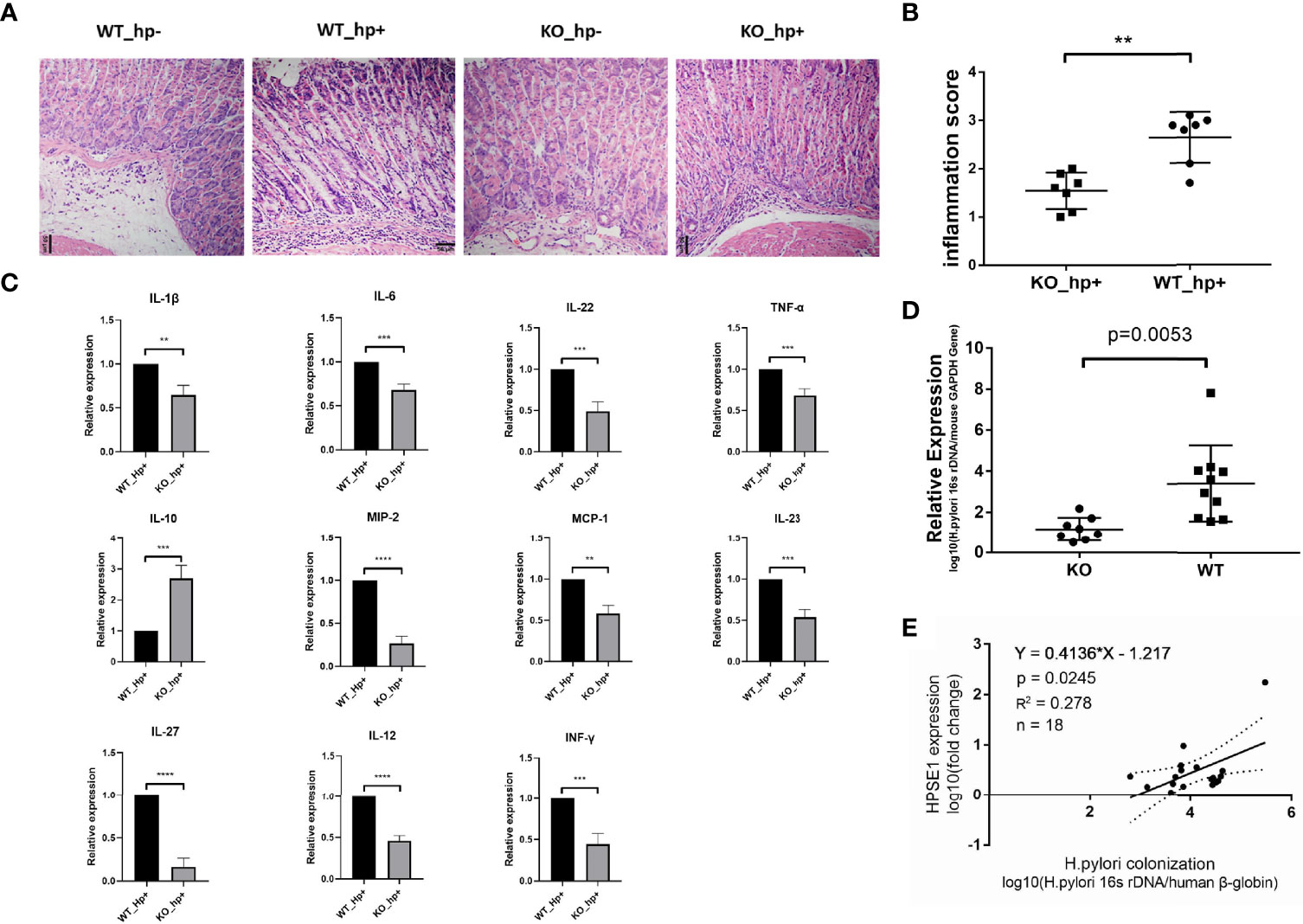 Frontiers | Helicobacter pylori-Induced Heparanase Promotes H 