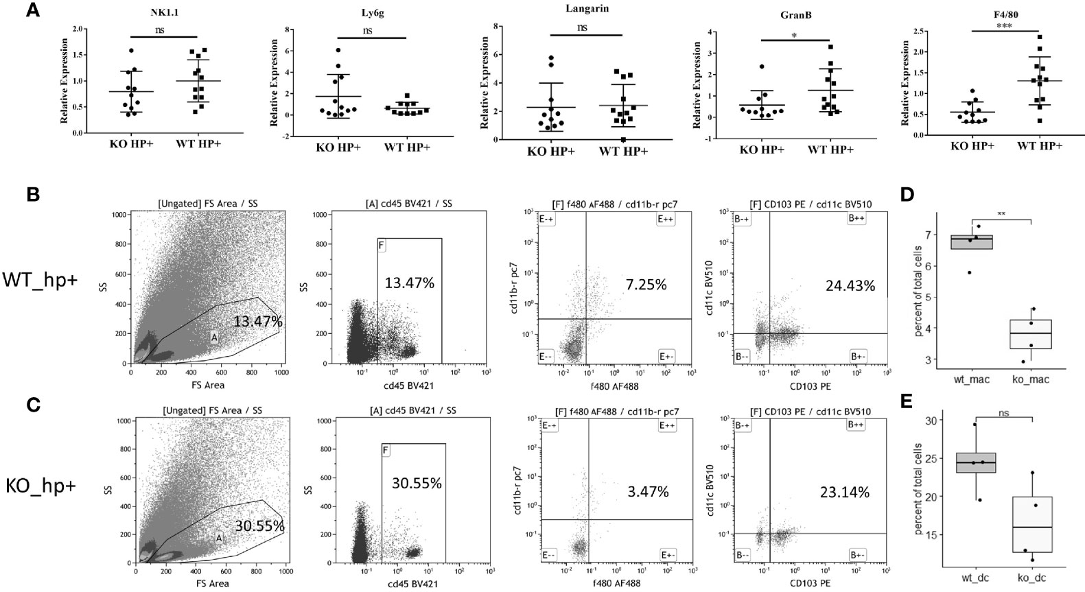 Frontiers | Helicobacter pylori-Induced Heparanase Promotes H 