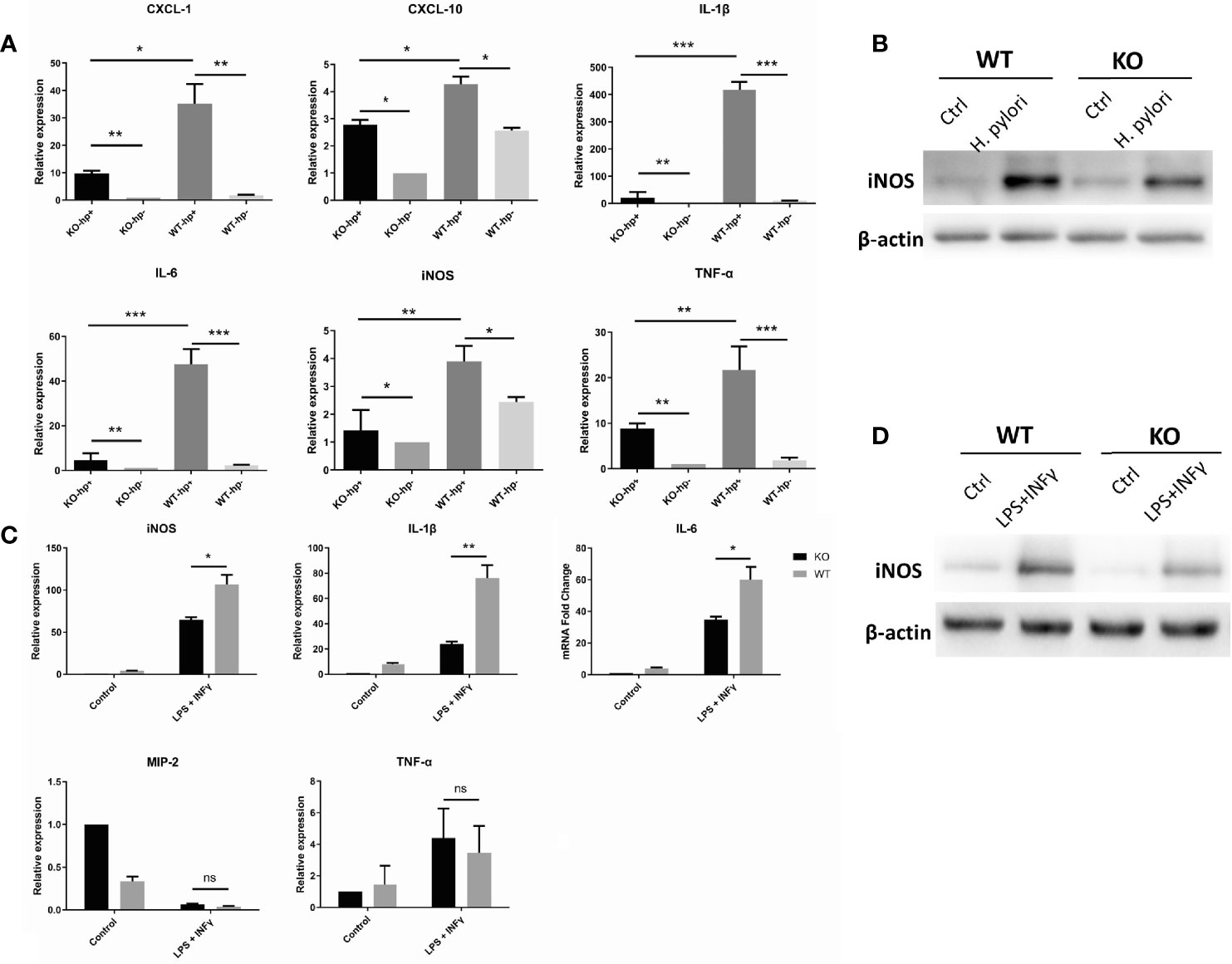Frontiers | Helicobacter pylori-Induced Heparanase Promotes H 