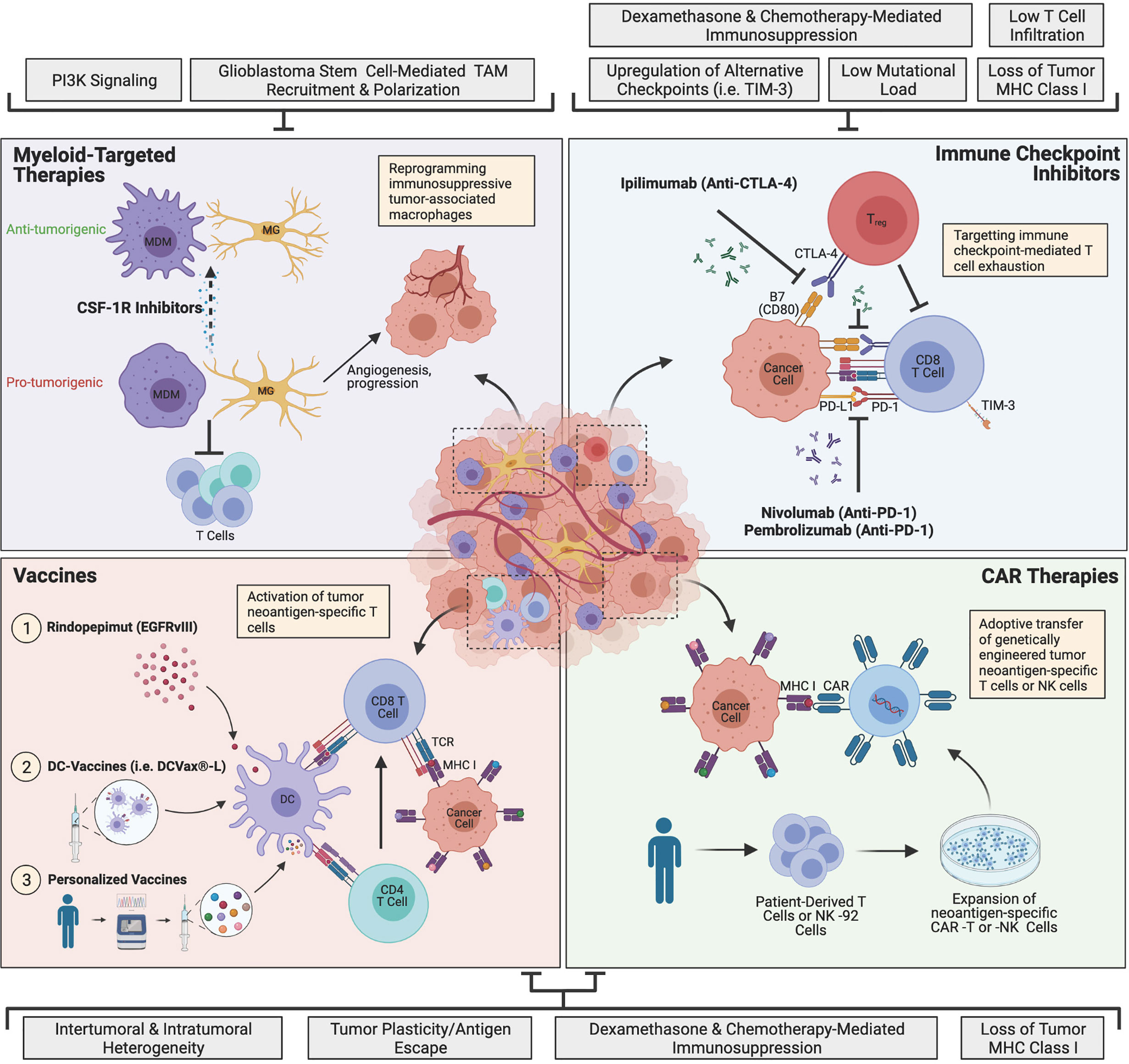 Frontiers Immunotherapy For Glioblastoma Current Progress And Challenge Immunology