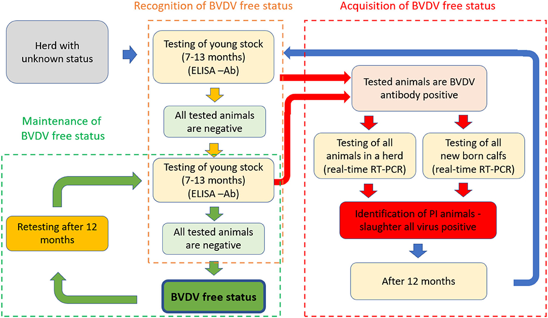 Bvd Bumper, The problems begin when a pregnant cow or heifer is infected  with the BVD virus between 42-125 days of gestation.