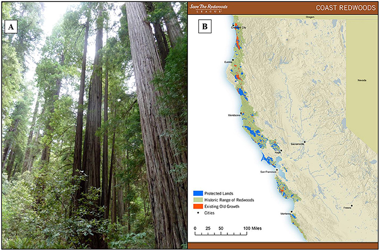 图1 - (A)海岸红杉沿着俄勒冈州和加利福尼亚州海岸450英里的延伸被发现。