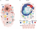 Frontiers | B Cell Orchestration Of Anti-tumor Immune Responses: A ...