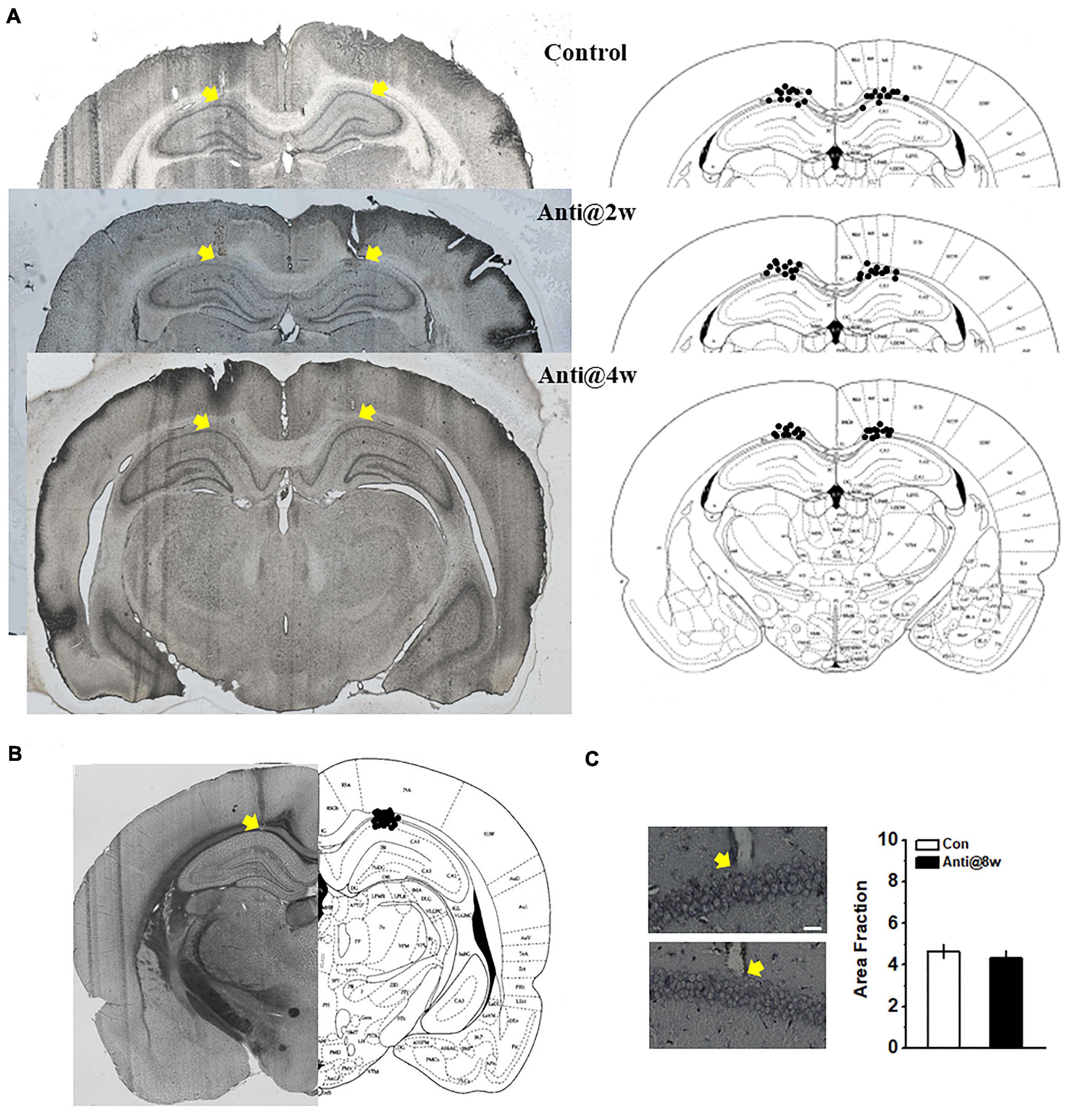 Frontiers  Requirements of Postnatal proBDNF in the Hippocampus for  Spatial Memory Consolidation and Neural Function