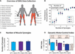 Frontiers | The Dynamic Motor Control Index As A Marker Of Age-Related ...