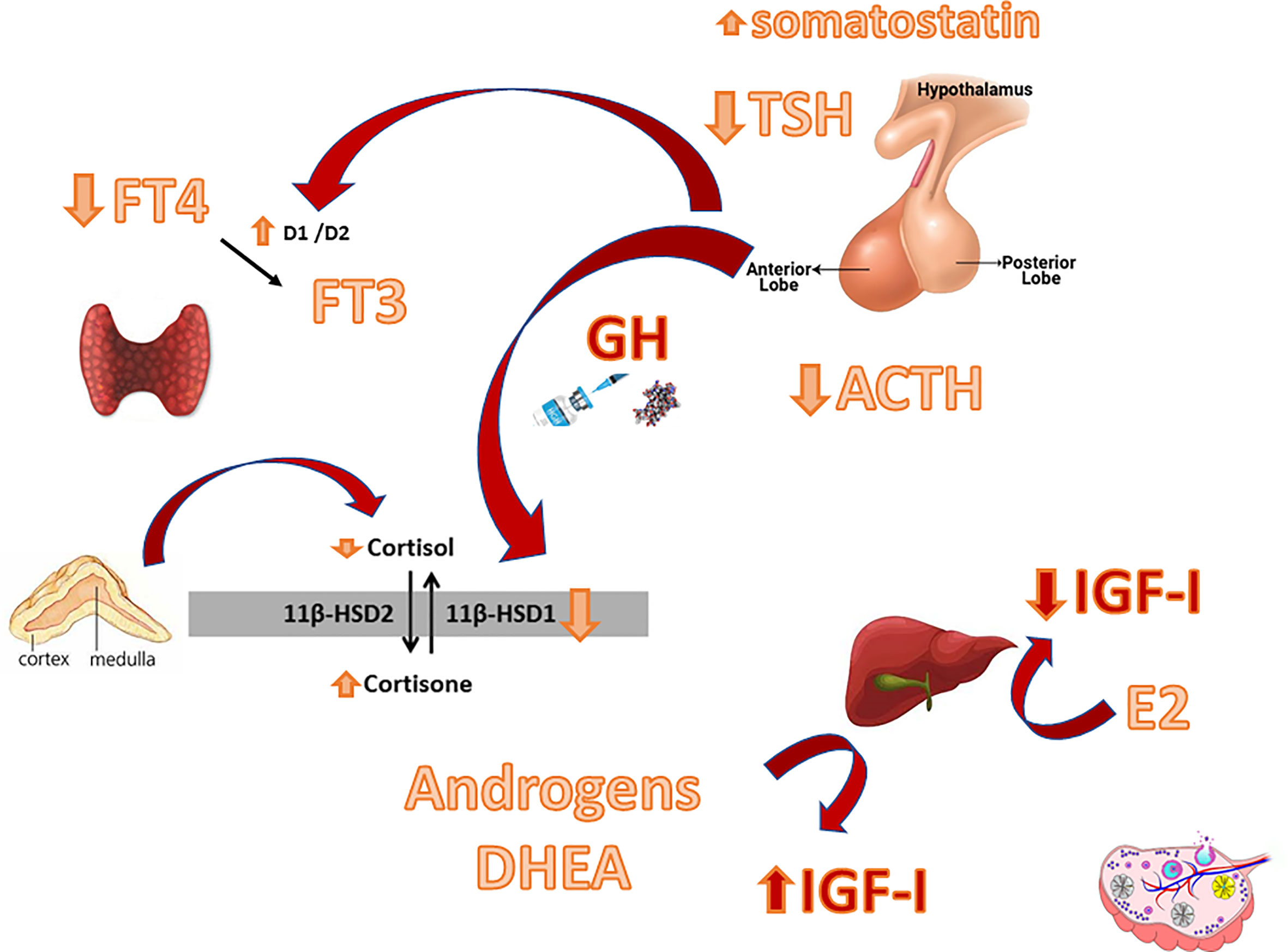 Frontiers GH Deficiency And Replacement Therapy In Hypopituitarism 