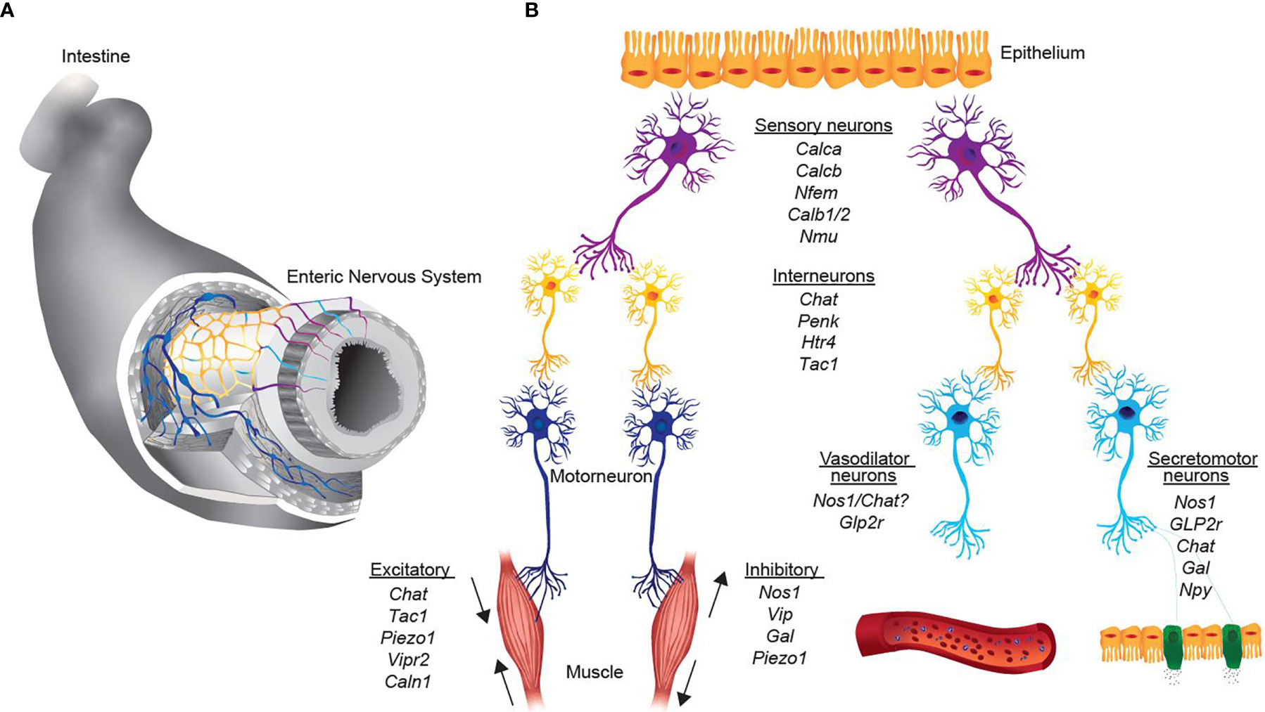 Hinni Oszt ly Megs rt Sensory Neuron Marker Abszol t Csoda Der k